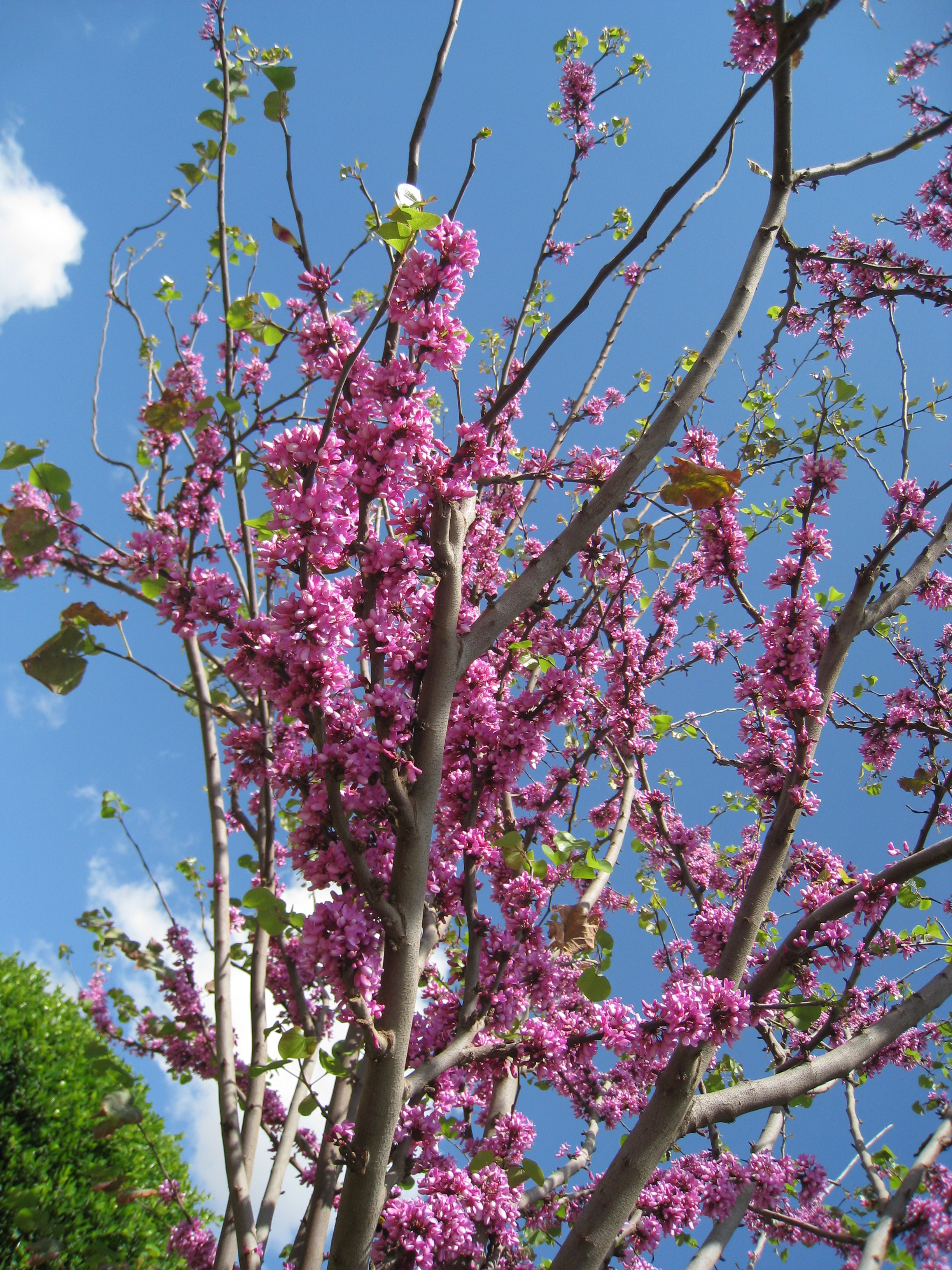 Cercis siliquastrum